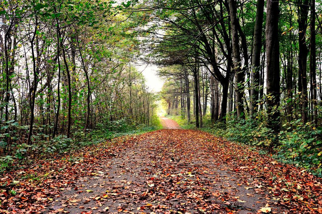 Schlossgut Groß Schwansee Zewnętrze zdjęcie A forest in the autumn